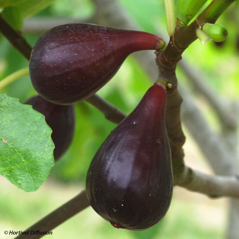 Organic Fig Tree Noire de Caromb - Ficus carica (Harvest)