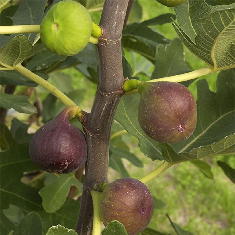 Organic Fig Tree Rouge de Bordeaux - Ficus carica (Harvest)