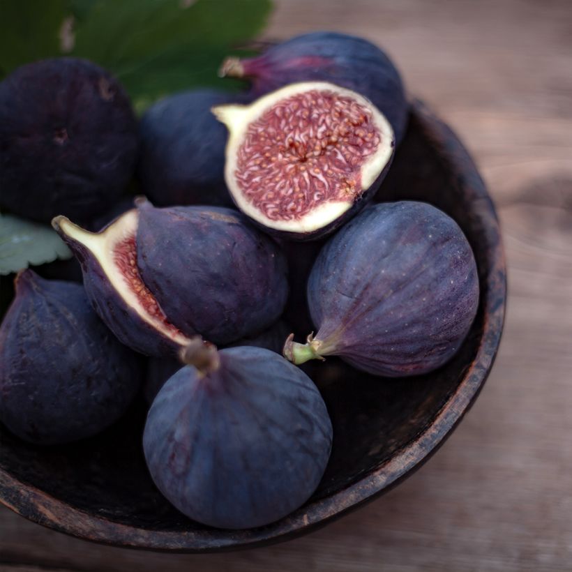 Fig Tree Violette D'argenteuil - Ficus carica (Harvest)