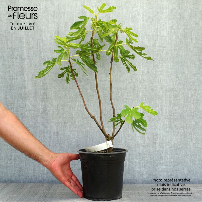 Ficus carica Précoce de Dalmatie 4L/5L pot, Bush sample as delivered in summer
