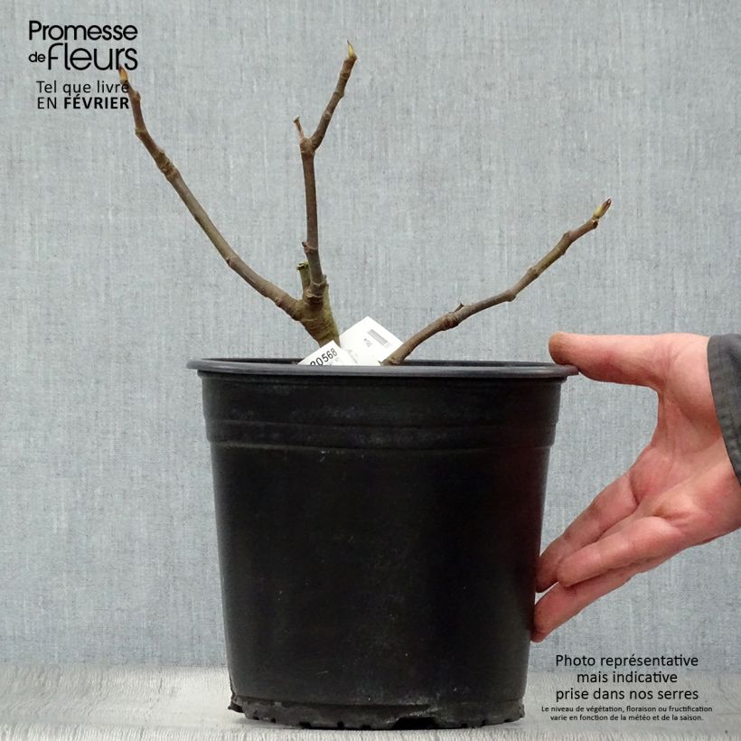 Figuier précoce de Dalmatie - Ficus carica en pot de 4L/5L sample as delivered in winter