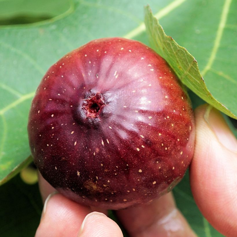 Fig Tree Violette Dauphine - Ficus carica (Harvest)