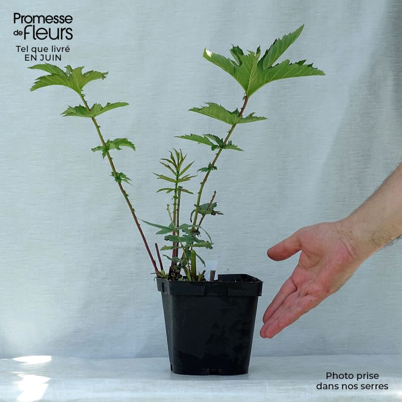Filipendula rubra Venusta - Reine des prés Pot de 2L/3L sample as delivered in summer