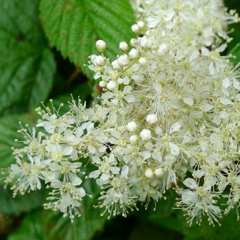 Filipendula ulmaria (Flowering)