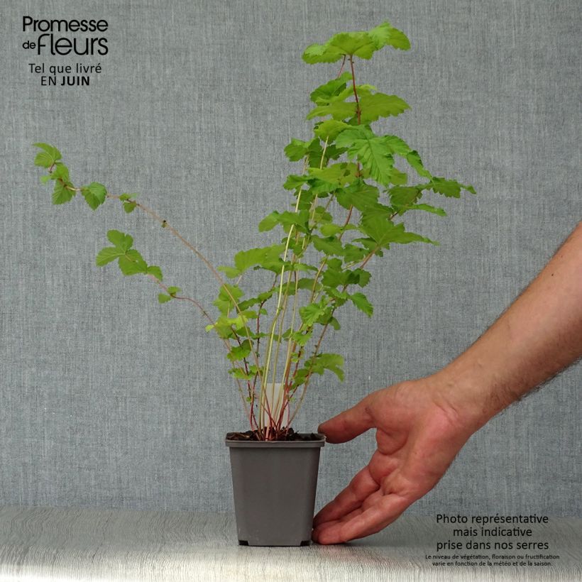 Filipendula ulmaria Plena - Reine des prés Godet de 8/9 cm sample as delivered in summer
