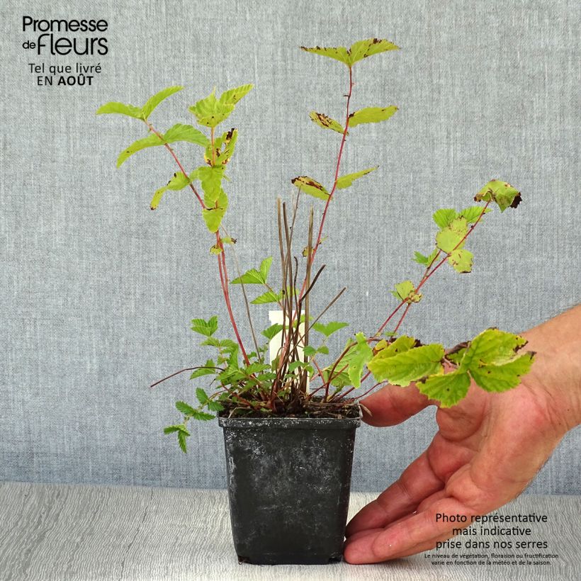 Filipendula ulmaria 8/9 cm pot sample as delivered in summer