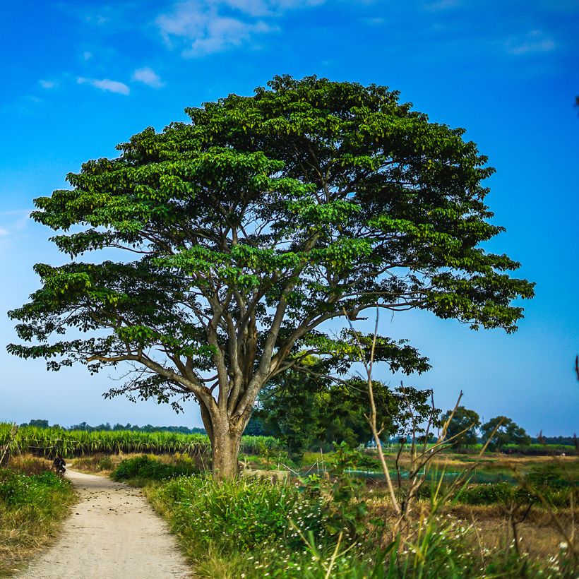 Firmiana simplex - Chinese Parasol Tree (Plant habit)