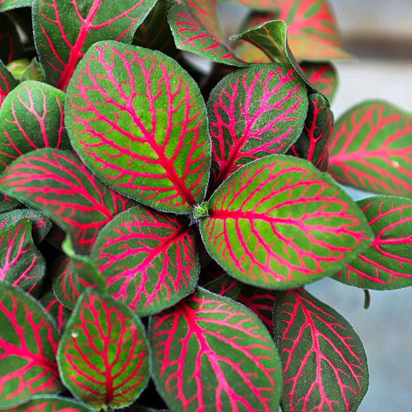 Fittonia albivenis Joly Josan Red - Nerve plant (Foliage)