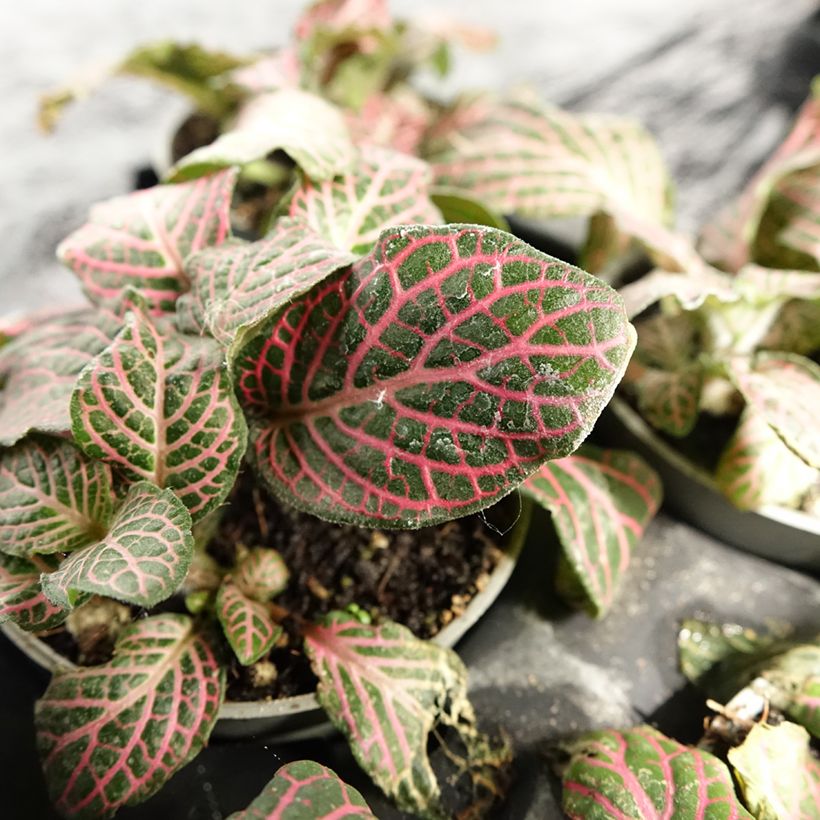 Fittonia albivenis Pink Special - Nerve plant (Foliage)