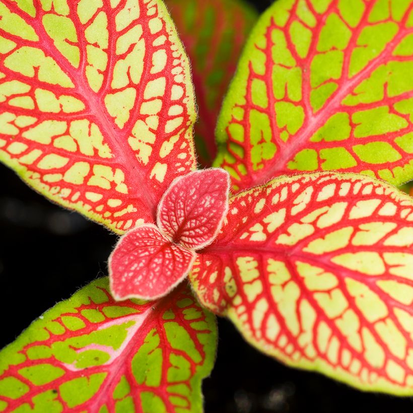 Fittonia albivenis Skeleton - Nerve plant (Foliage)