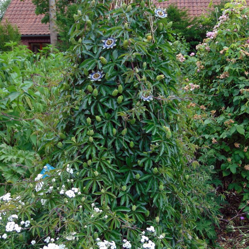 Passiflora caerulea seeds (Plant habit)
