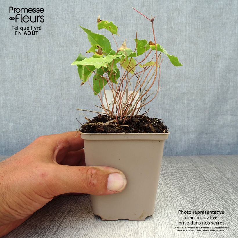 Epimedium Amber Queen - Barrenwort 8/9 cm pot sample as delivered in summer