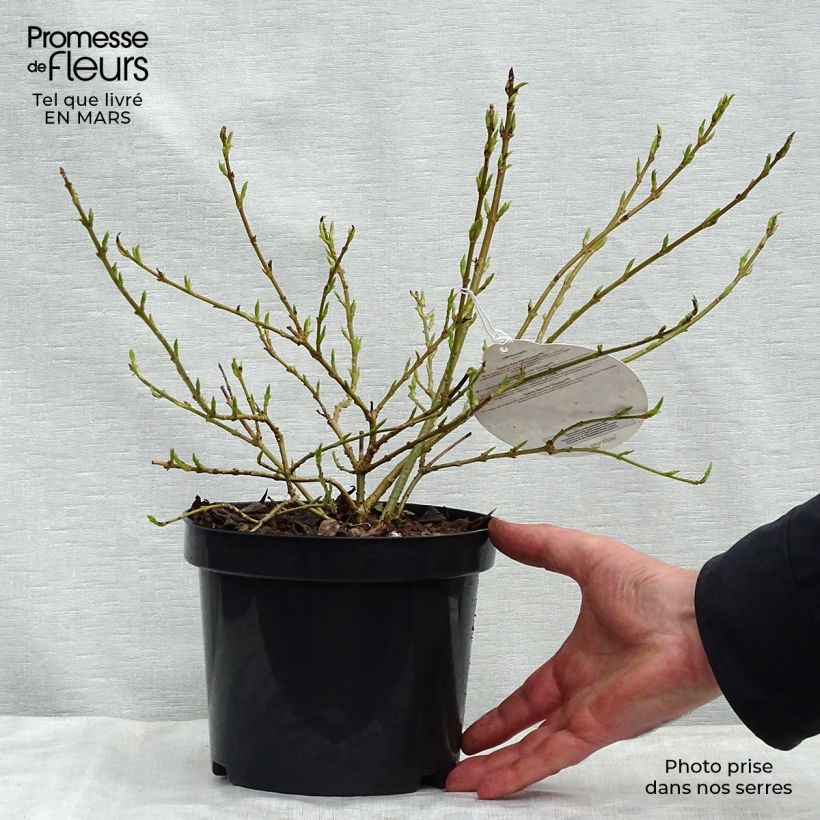 Forsythia intermedia Marée dOr sample as delivered in spring