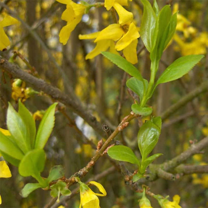 Forsythia intermedia Spectabilis (Foliage)