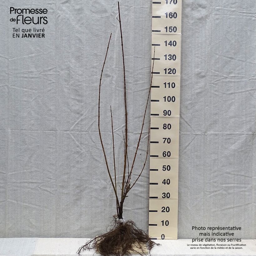 Forsythia intermedia Spectabilis - Mimosa de Paris Petites Racines nuesHauteur livrée env. 40/60cm sample as delivered in winter