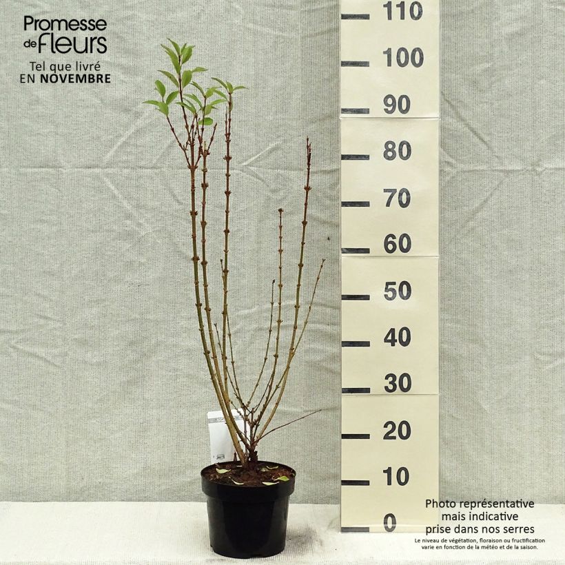 Forsythia intermedia Week-end - Mimosa de Paris pot de 2/3L sample as delivered in autumn