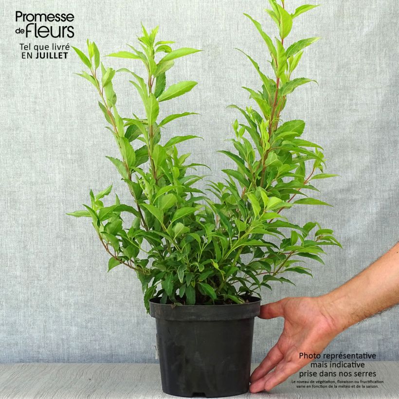 Forsythia intermedia Week-End 2L/3L pot sample as delivered in summer