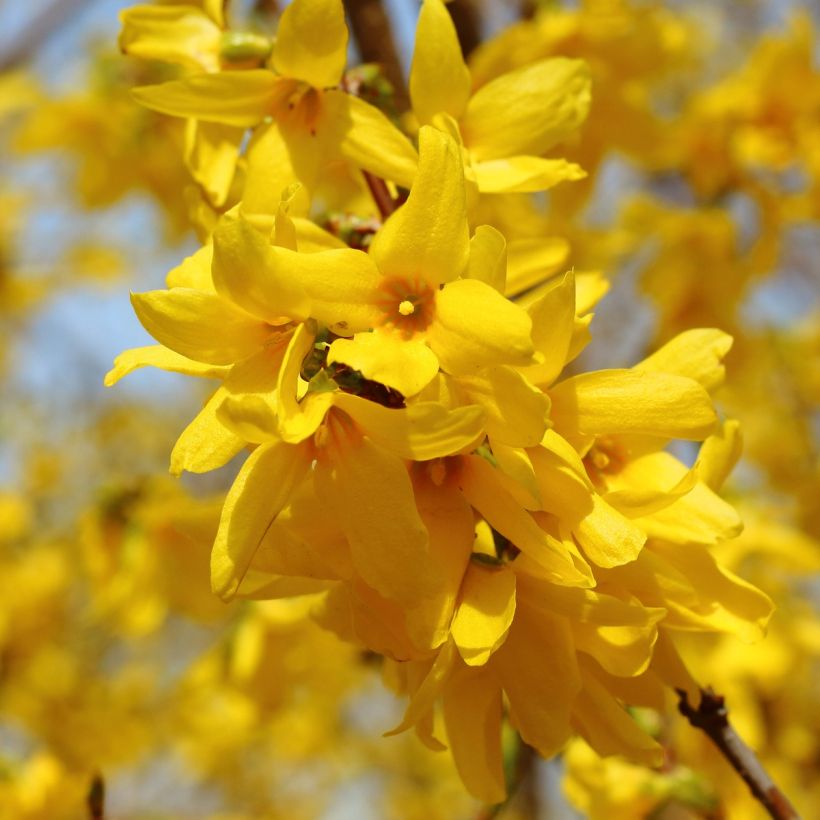 Forsythia intermedia (Flowering)