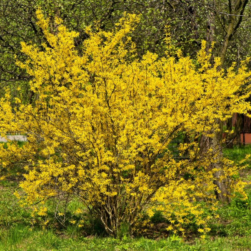 Forsythia intermedia (Plant habit)