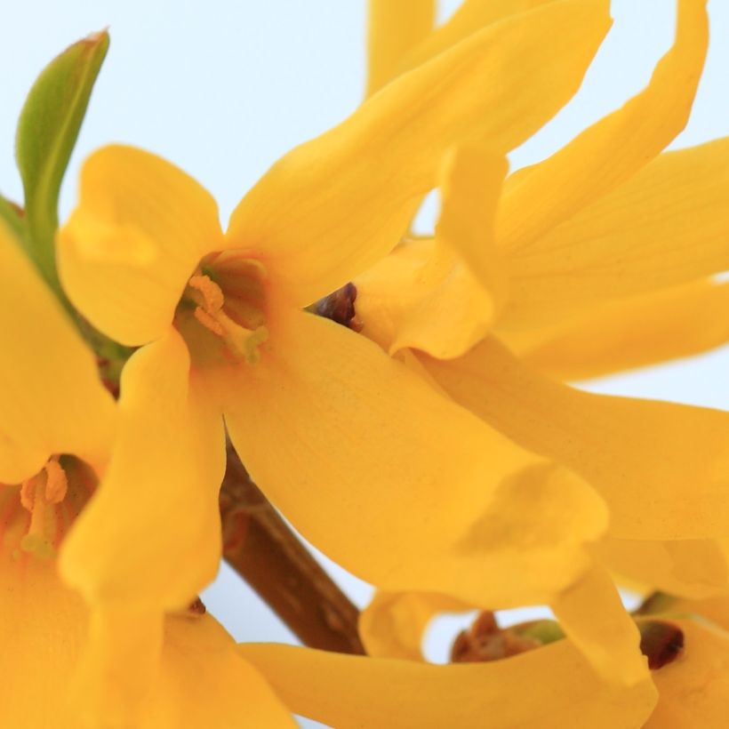 Forsythia viridissima Citrus Swizzle (Flowering)