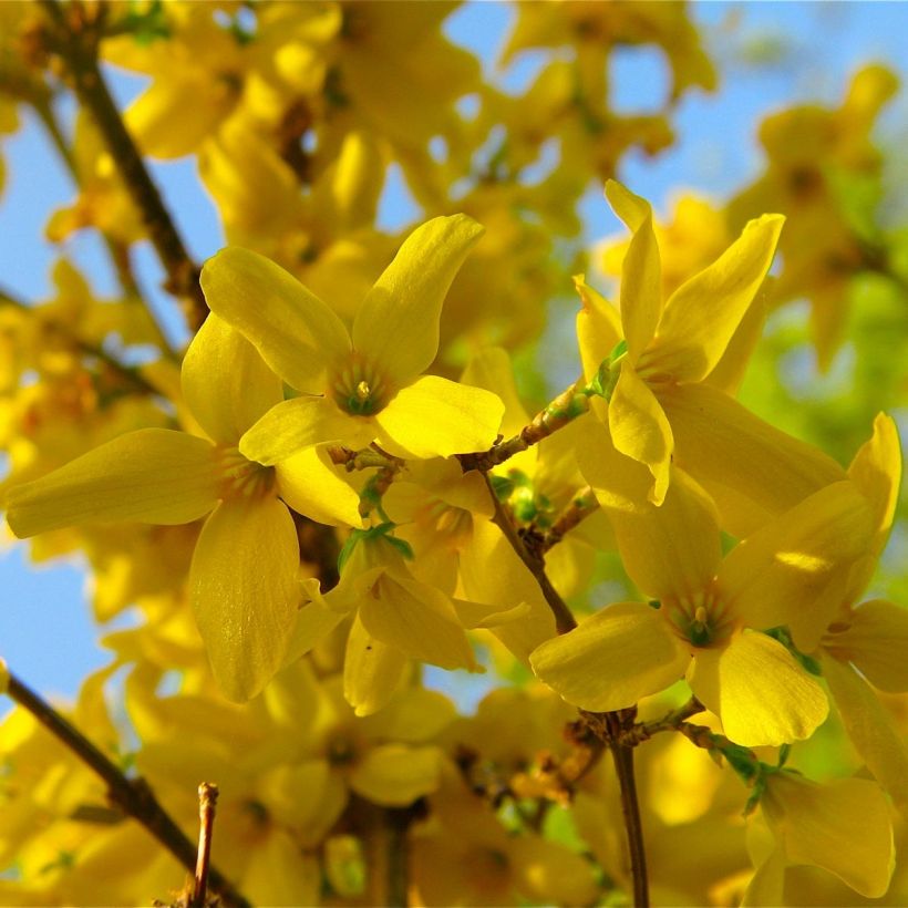 Forsythia intermedia Lynwood (Flowering)