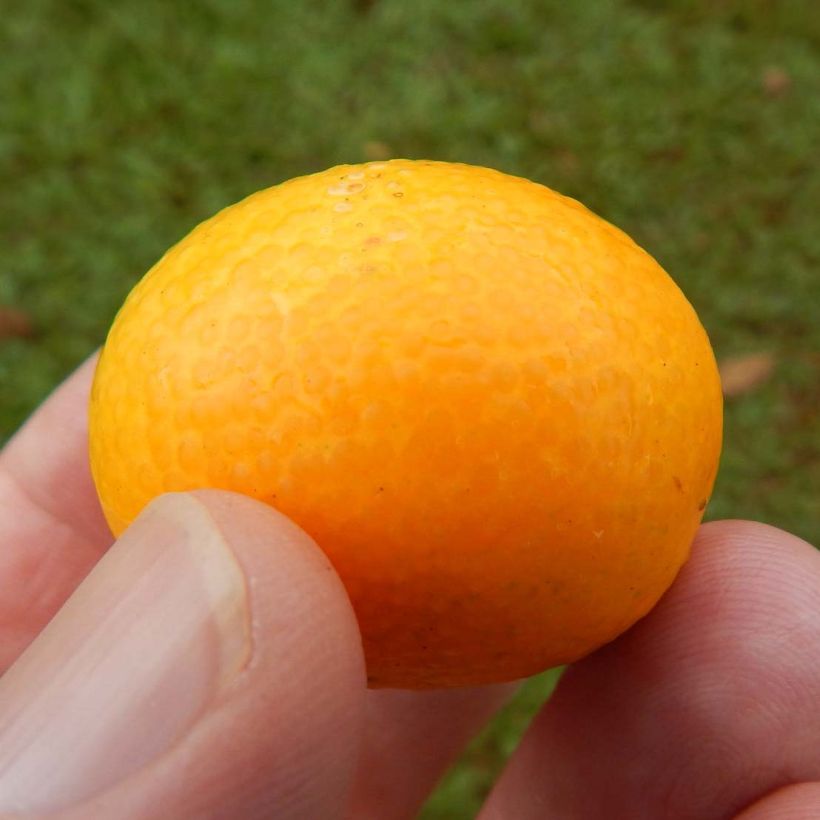Marumi Kumquat - Fortunella japonica (Harvest)