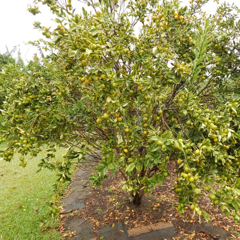 Marumi Kumquat - Fortunella japonica (Plant habit)