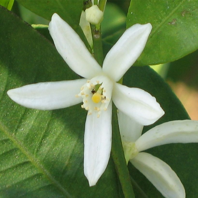 Oval-fruited Kumquat - Fortunella margarita (Flowering)