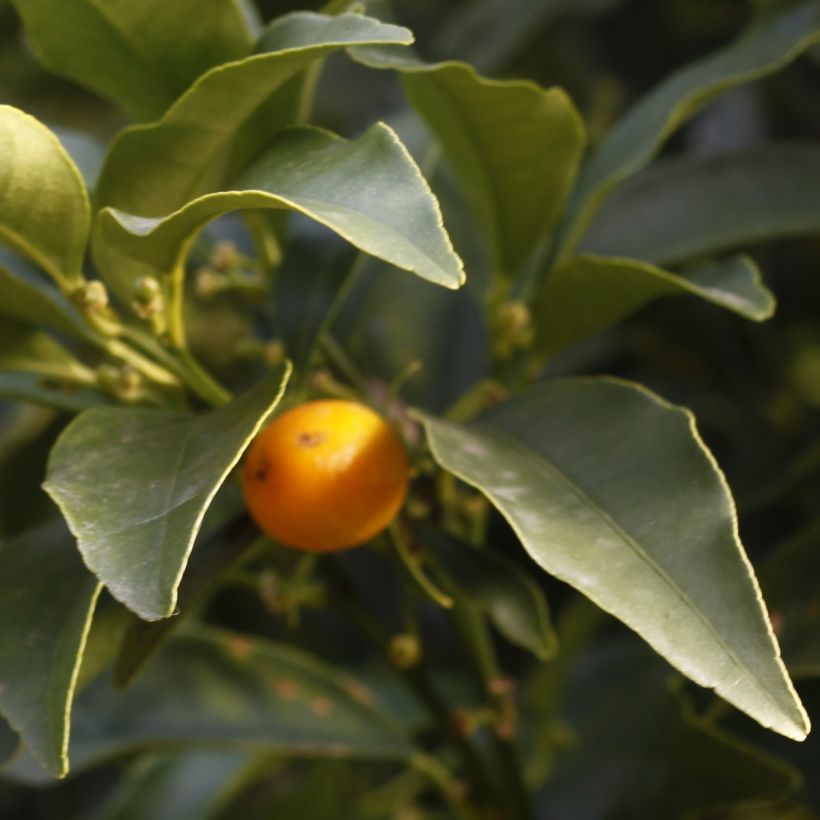 Oval-fruited Kumquat - Fortunella margarita (Foliage)