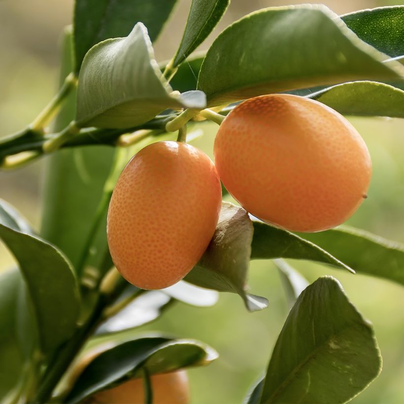 Oval-fruited Kumquat - Fortunella margarita (Harvest)