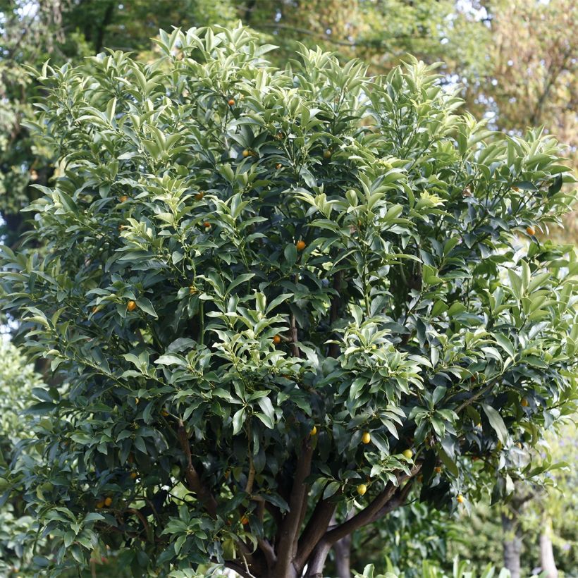 Oval-fruited Kumquat - Fortunella margarita (Plant habit)