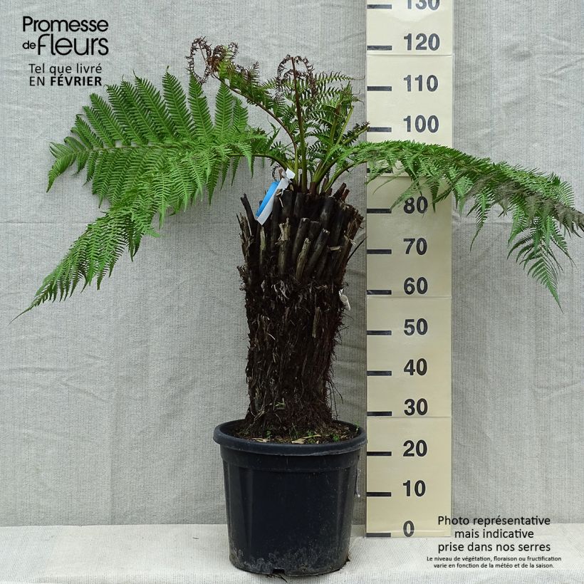 Fougère arborescente - Dicksonia antarctica, tronc de 40/50 cm sample as delivered in winter