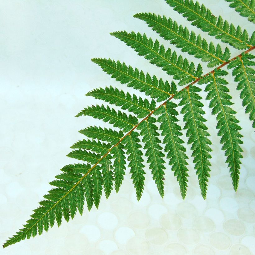 Dicksonia fibrosa - New Zealand Tree Fern (Foliage)