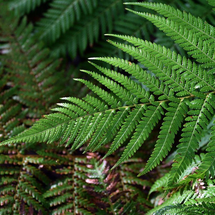 Dicksonia fibrosa - New Zealand Tree Fern (Foliage)