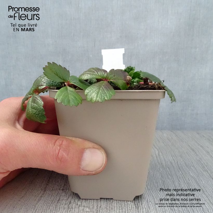 Fragaria chiloensis - Fraise du Chili Godet de 9cm sample as delivered in spring
