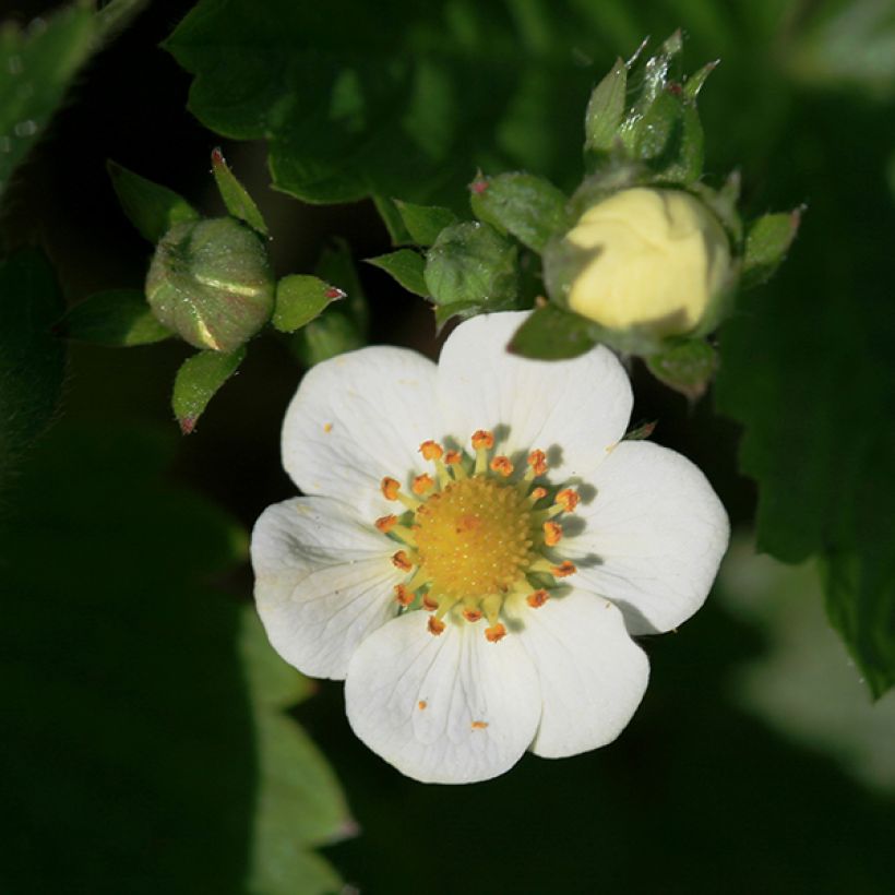 Fragaria rubicolia Mont Omei (Flowering)