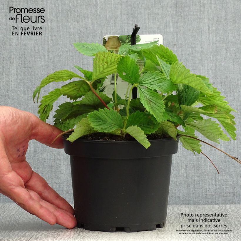 Fraisier Capron - Fragaria moschata Pot de 1,5L/2L sample as delivered in autumn