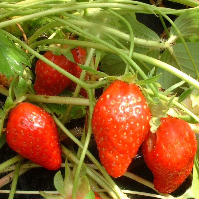 Organic Strawberry Ciflorette - Fragaria ananassa (Harvest)