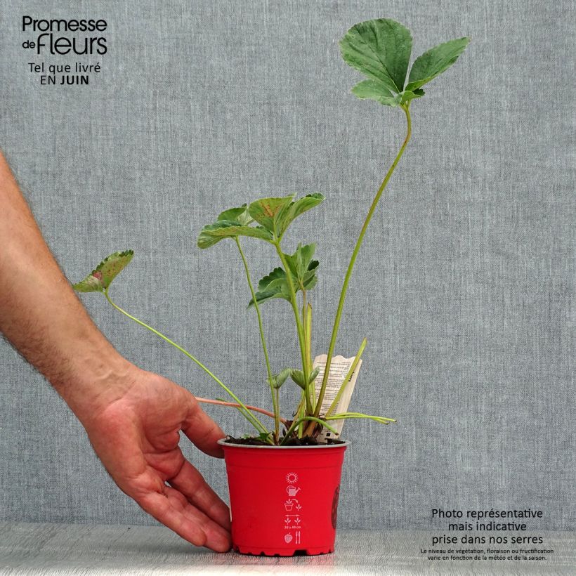Strawberry Framberry - Fragaria ananassa 12cm pot sample as delivered in summer