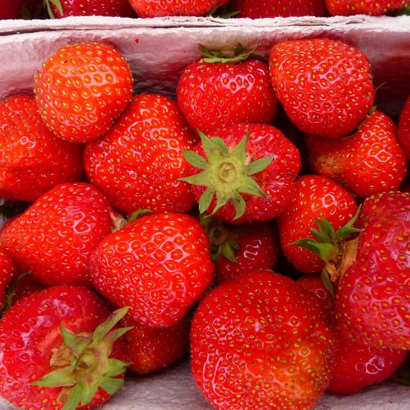 Organic Strawberry Senga Sengana - Fragaria ananassa (Harvest)