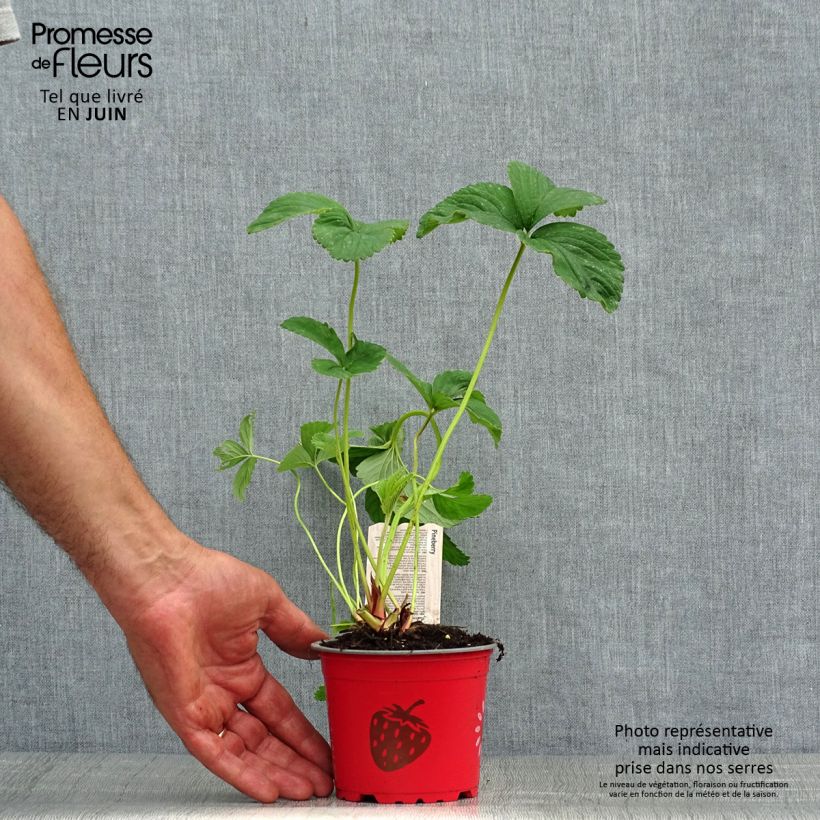Strawberry White Pineberry - Fragaria ananassa 8/9 cm pot sample as delivered in summer