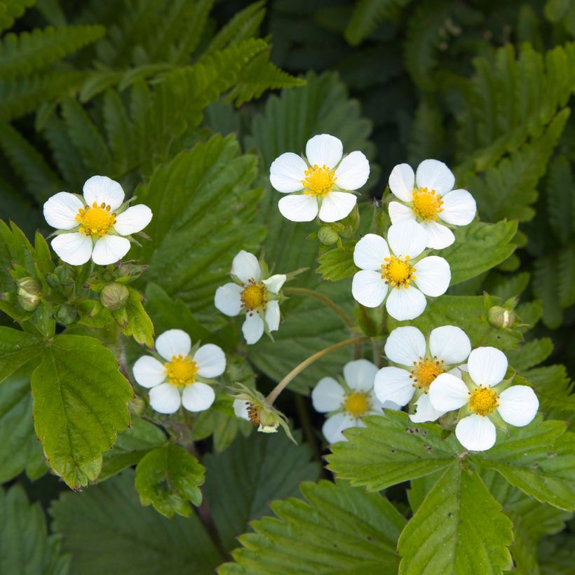 Fragaria vesca (Flowering)