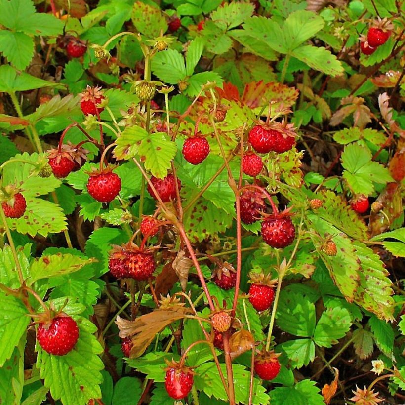 Organic Wild Strawberry - Fragaria vesca (Harvest)