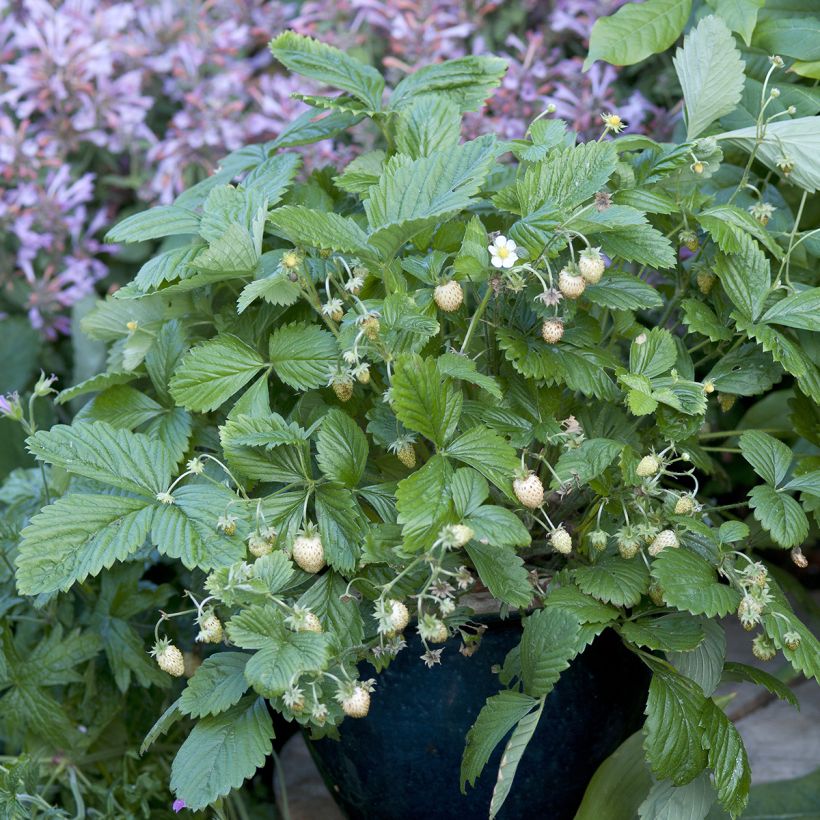 Wild Strawberry Yellow Wonder seeds - Fragaria vesca (Plant habit)