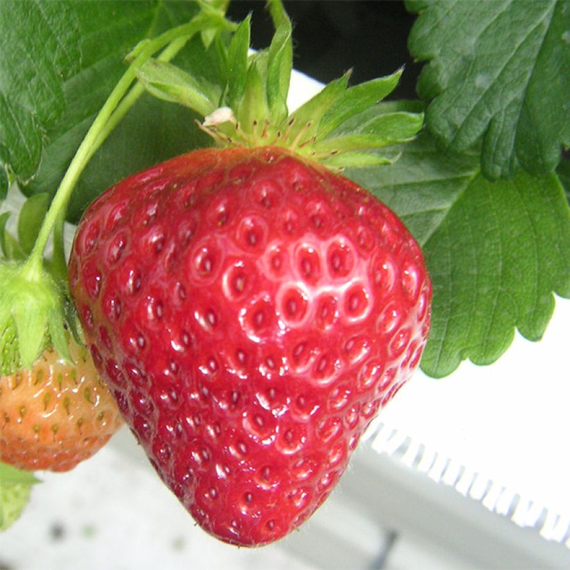 Strawberry Manille - Fragaria ananassa (Harvest)