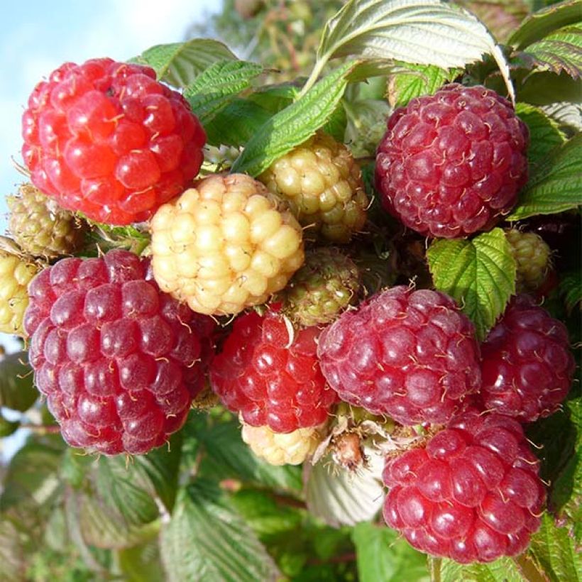 Raspberry Aroma Queen (Everbearing) - Rubus idaeus (Harvest)