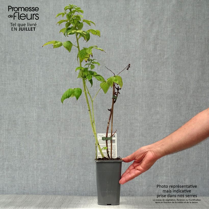 Raspberry Autumn Amber (Everbearing) - Rubus idaeus 1.5L/2L pot, Clump sample as delivered in summer