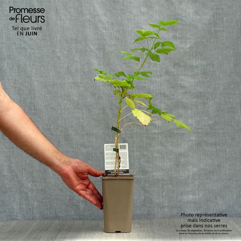 Raspberry Autumn First (Everbearing) - Rubus idaeus 1.5L/2L pot, Clump sample as delivered in summer
