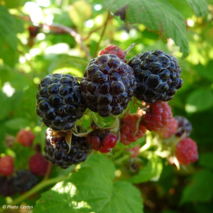 Organic Black Jewel Raspberry - Rubus idaeus (Harvest)
