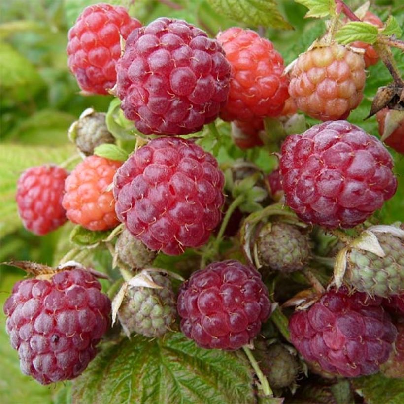 Organic Raspberry Blissy or Autumn Bliss (Everbearing) - Rubus idaeus (Harvest)